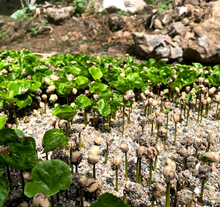 Load image into Gallery viewer, Mexico Union San Pedro