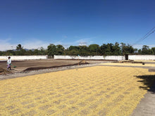 Load image into Gallery viewer, 1Kg Subscription Plan