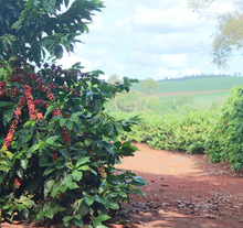 Load image into Gallery viewer, Mexico Mountain Water Decaf