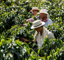 Load image into Gallery viewer, Colombia Sierra Nevada
