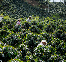 Load image into Gallery viewer, Colombia Sierra Nevada
