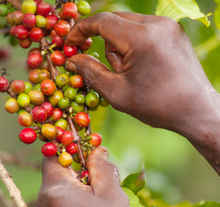 Load image into Gallery viewer, Kenya Peaberry Ainabtany
