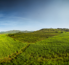 Load image into Gallery viewer, Kenya Priory Farm AA
