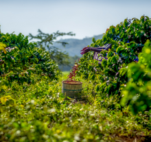 Load image into Gallery viewer, Kenya Priory Farm AA
